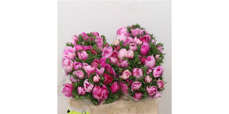 Anemones Co Fstar B Rose Super 35cm A1