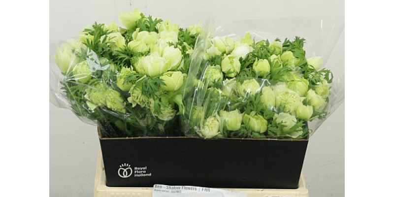 Anemones Co Fstar P Whit 35 cm A1