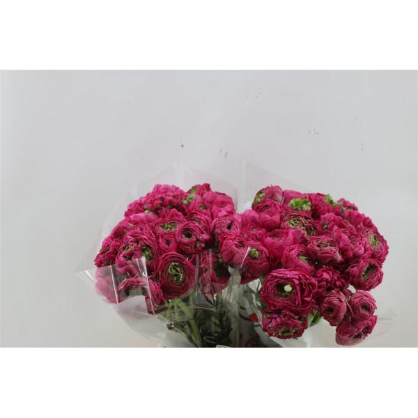 Ranunculus Pon Pon Fanny 45cm A1 Col-Pink