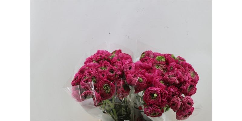 Ranunculus Pon Pon Fanny 45cm A1 Col-Pink