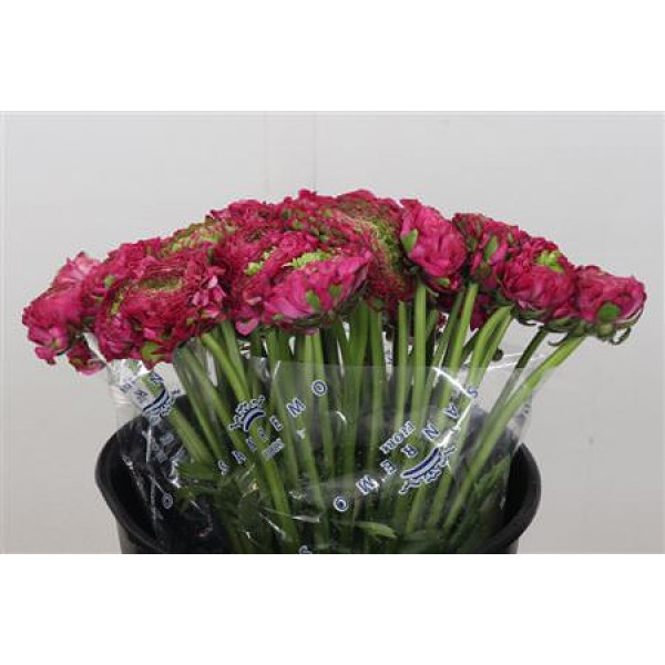 Ranunculus Pon Pon Fanny Super 45cm A1