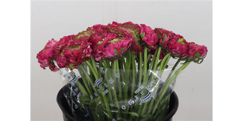 Ranunculus Pon Pon Fanny Super 45cm A1