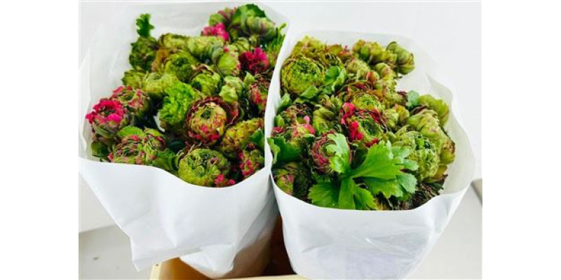 Ranunculus Pon Pon Fanny 45 cm A1