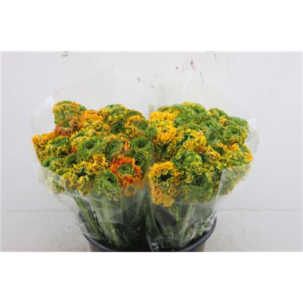 Ranunculus Pon Pon Merlino* 45 cm A1