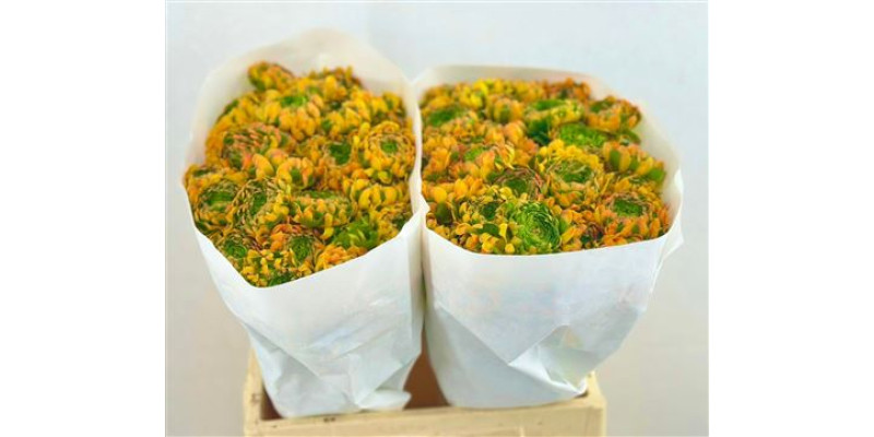 Ranunculus Pon Pon Merlino 45 cm A1