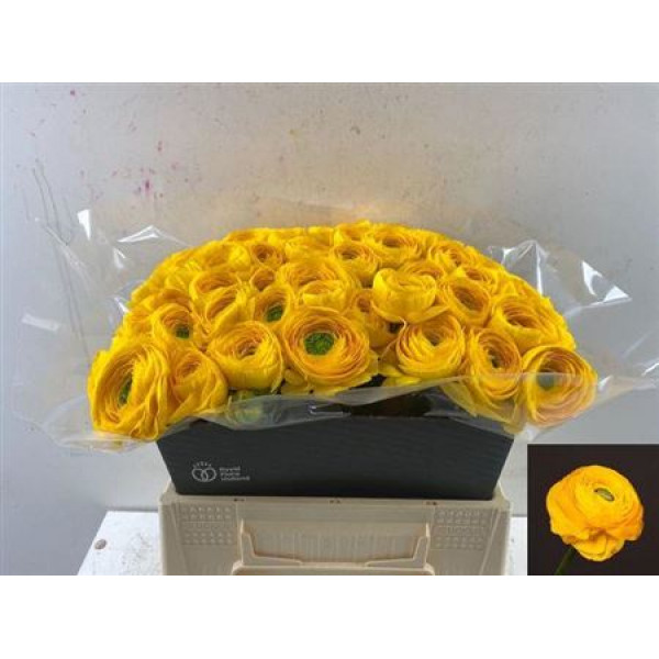 Ranunculus Cloni Ex Omega Yellow 40cm A1 Col-Yellow