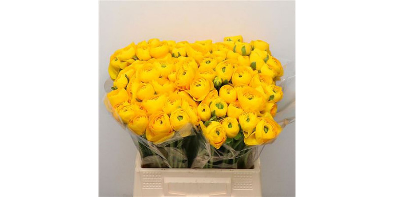 Ranunculus Su Omega Yellow Extra 40cm A1