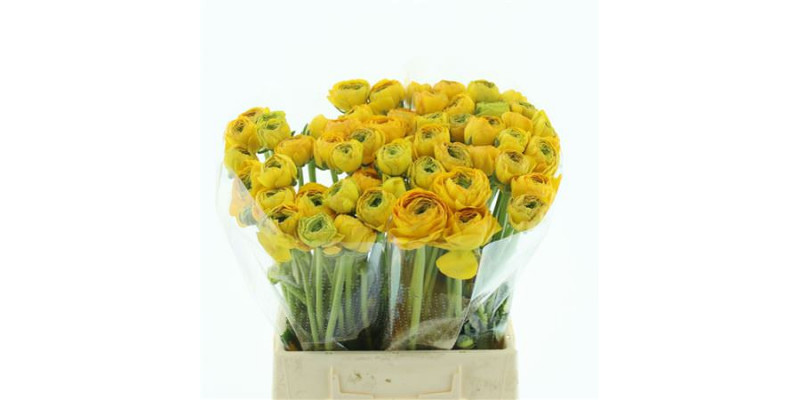 Ranunculus Su Sr Omega Extra 45cm A1