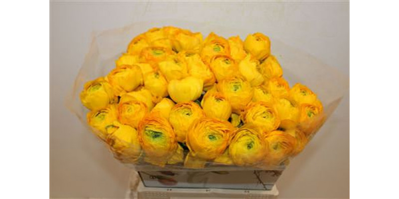 Ranunculus Cloni Ex Luce 45cm