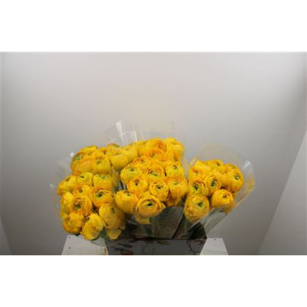 Ranunculus Cloni Ex Omega 45cm