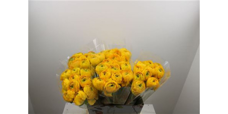 Ranunculus Cloni Ex Omega 45cm