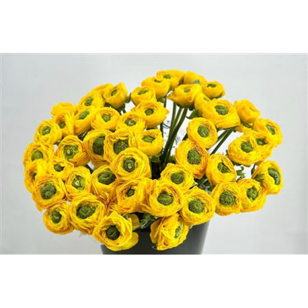 Ranunculus Clooney Omega Super 45cm A1