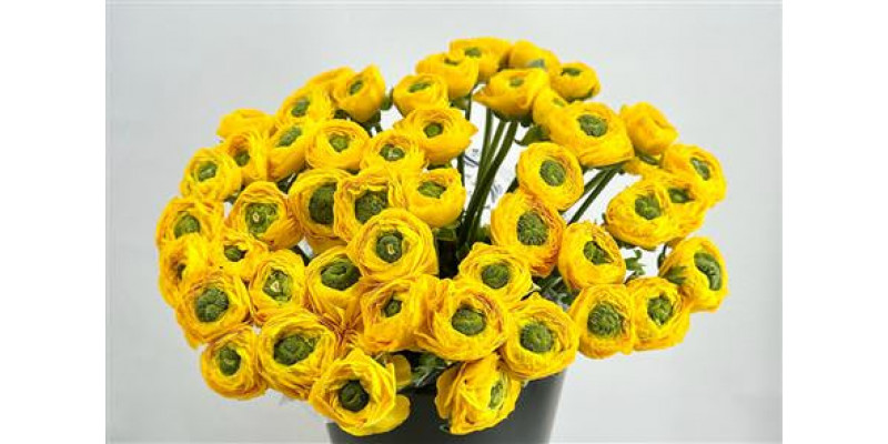 Ranunculus Clooney Omega Super 45cm A1