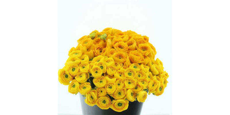 Ranunculus Su Sr Omega Yellow Prima 40 cm A1