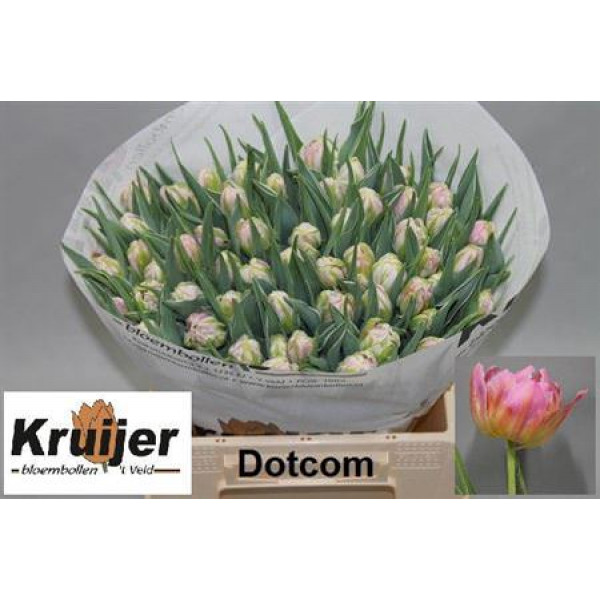 Tulips Du Dotcom 38cm A1 Col-Pink
