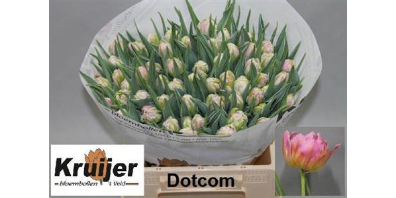 Tulips Du Dotcom 38cm A1 Col-Pink