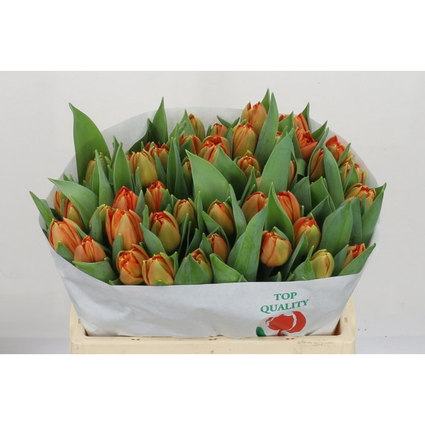 Tulips Du Lorenzo 36cm A1 Col-Orange