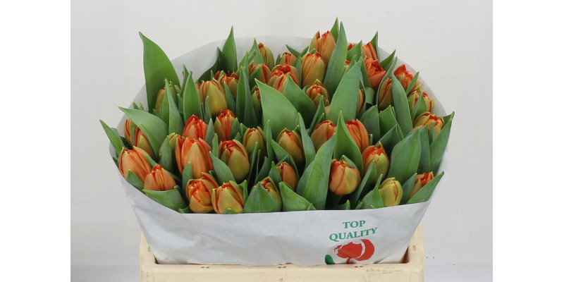 Tulips Du Lorenzo 36cm A1 Col-Orange