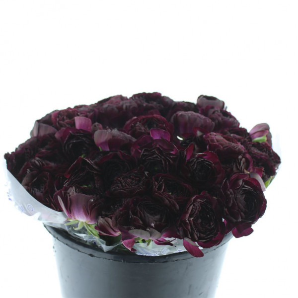 Ranunculus Su Sr Nerone Black Super 40cm A1