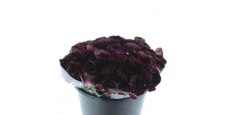 Ranunculus Su Sr Nerone Black Super 40cm A1