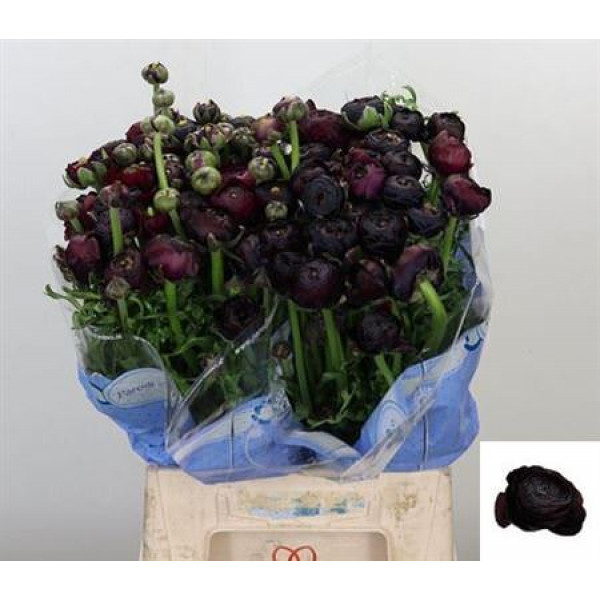 Ranunculus Kl Su Nerone Xl 45cm A1