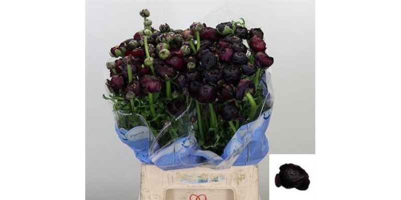 Ranunculus Kl Su Nerone Xl 45cm A1