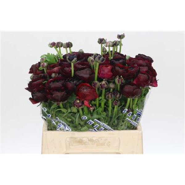 Ranunculus Clooney Nerone Extra 45cm A1