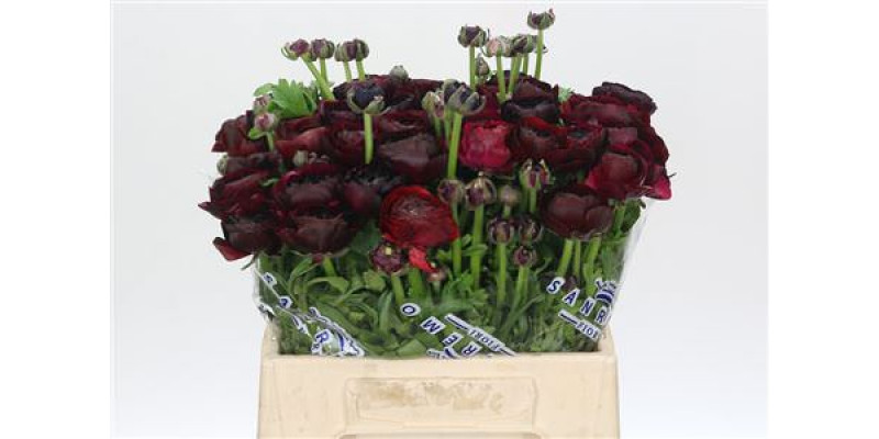 Ranunculus Clooney Nerone Extra 45cm A1