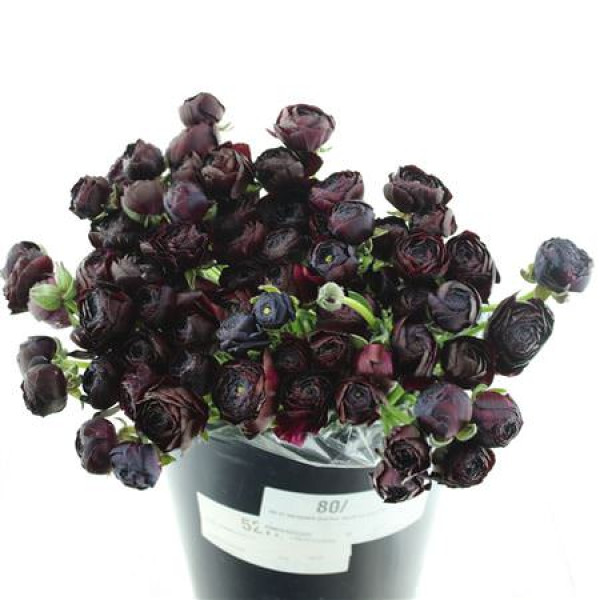 Ranunculus Su Sr Nerone Black Prima 40 cm 