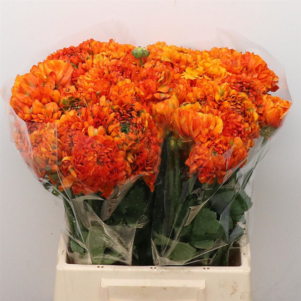 Ranunculus Ponpon Garfield Extra 45cm A1