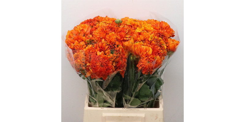 Ranunculus Ponpon Garfield Extra 45cm A1