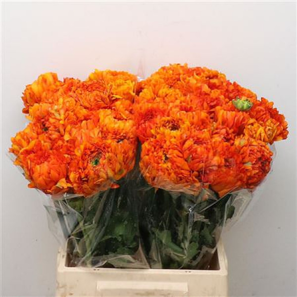 Ranunculus Ponpon Garfield Super 45cm A1