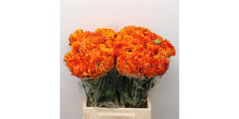 Ranunculus Ponpon Garfield Super 45cm A1