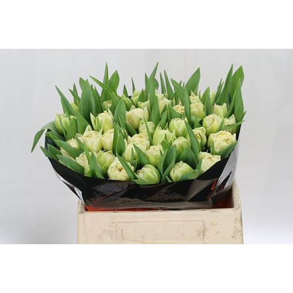 Tulips Du Piste 36cm A1