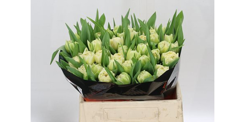 Tulips Du Piste 36cm A1