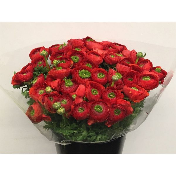 Ranunculus Su Sr Sangria Rood Super 40cm A1