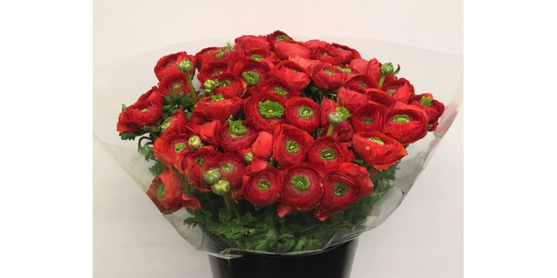 Ranunculus Su Sr Sangria Rood Super 40cm A1