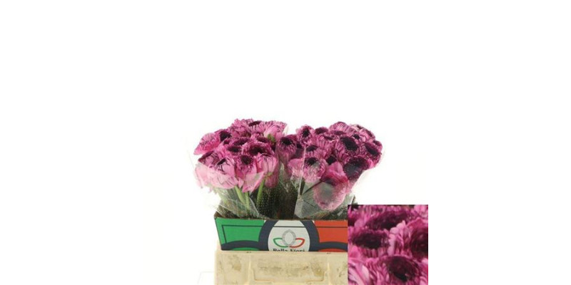 Ranunculus Cloni Su Felicidade 40cm A1 Col-Pink