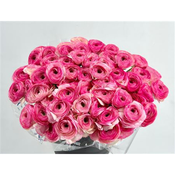 Ranunculus Clooney Felicitade Dark Super 45cm A1