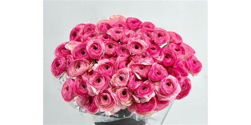 Ranunculus Clooney Felicitade Dark Super 45cm A1