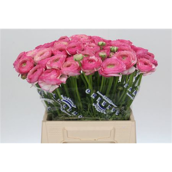 Ranunculus Clooney Felicitade Dark Extra 45cm A1