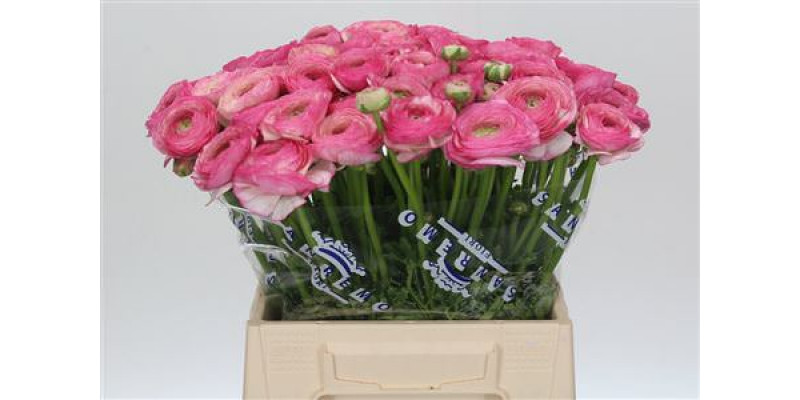 Ranunculus Clooney Felicitade Dark Extra 45cm A1