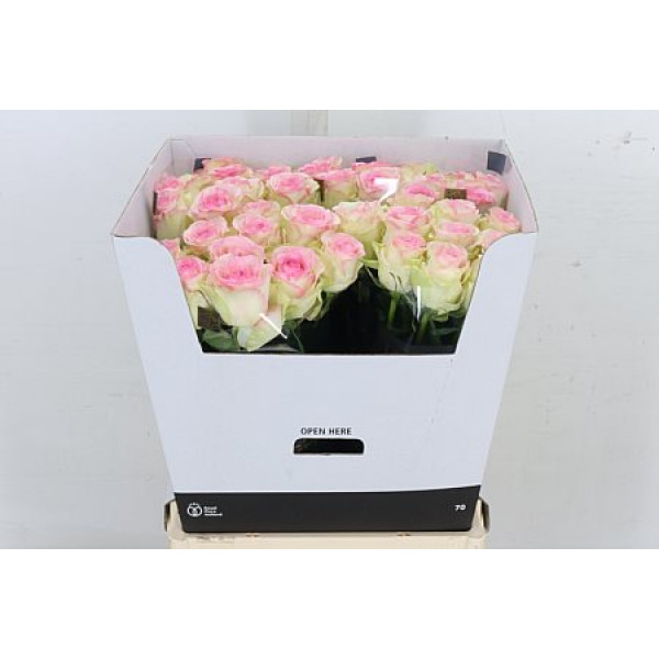 Rose Gr Pink Journey 70cm A1