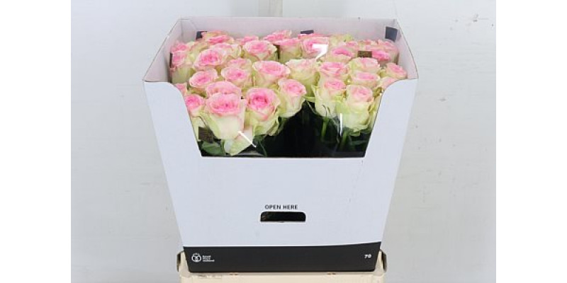 Rose Gr Pink Journey 70cm A1