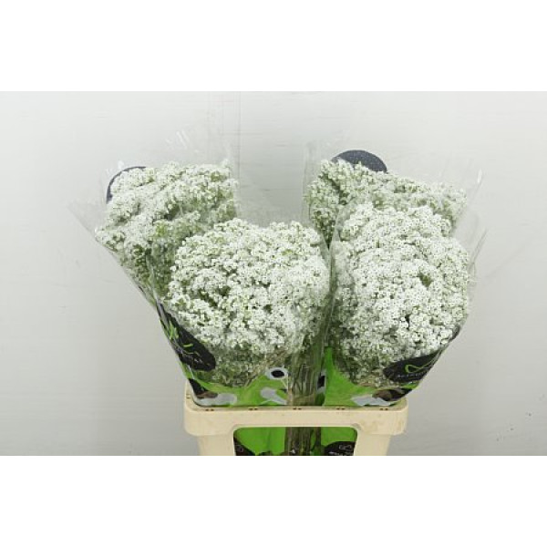 Gypsophila Pa Millio Daisy 70 cm A1