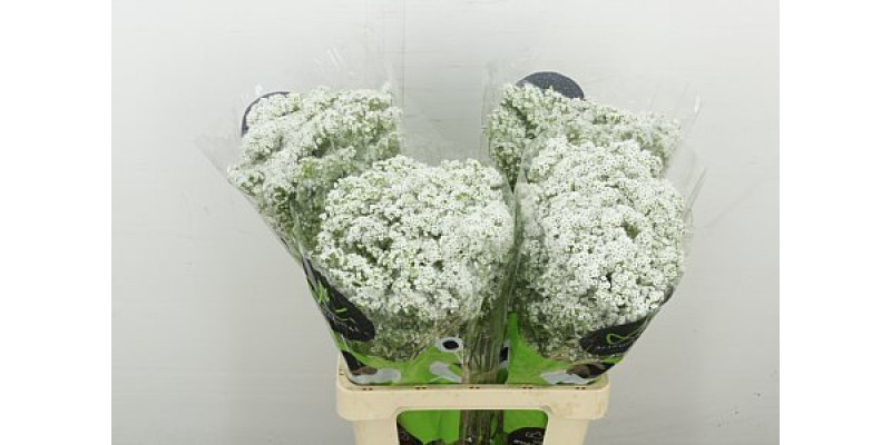 Gypsophila Pa Millio Daisy 70 cm A1