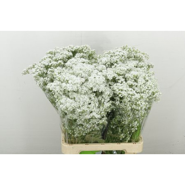 Gypsophila Pa Millio Daisy 70 cm A1