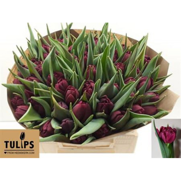 Tulips Du Alison Bradley 36cm A1 Col-Purple