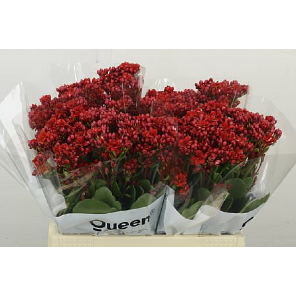 Kalanchoe Pretty Red Meadow 40 cm A1