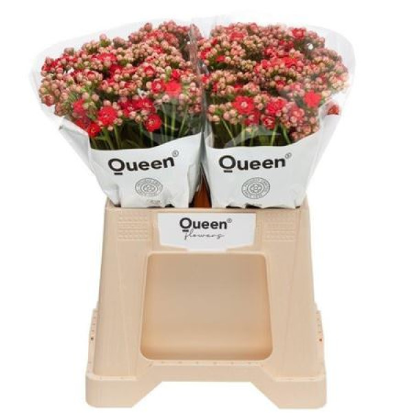 Kal Pretty Red Meadow 40 cm A1